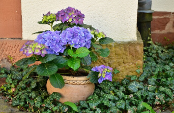 Flowers in pot